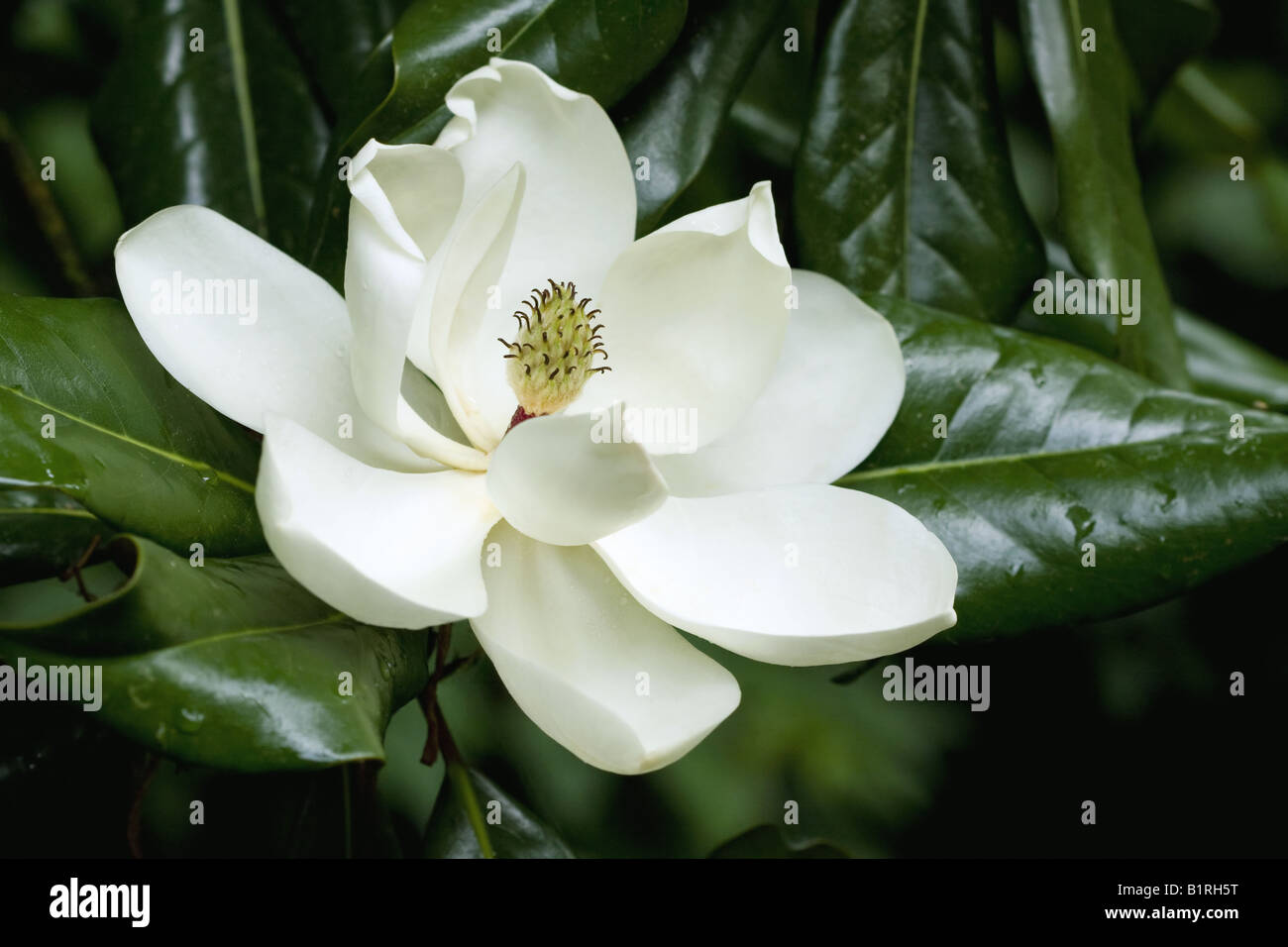 Magnolia grandiflora Banque de photographies et d'images à haute résolution  - Alamy