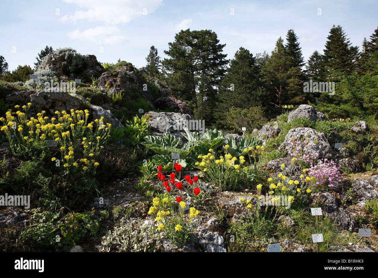 Jardin Alpin, printemps, jardin botanique, Munich, Haute-Bavière, Allemagne, Europe Banque D'Images