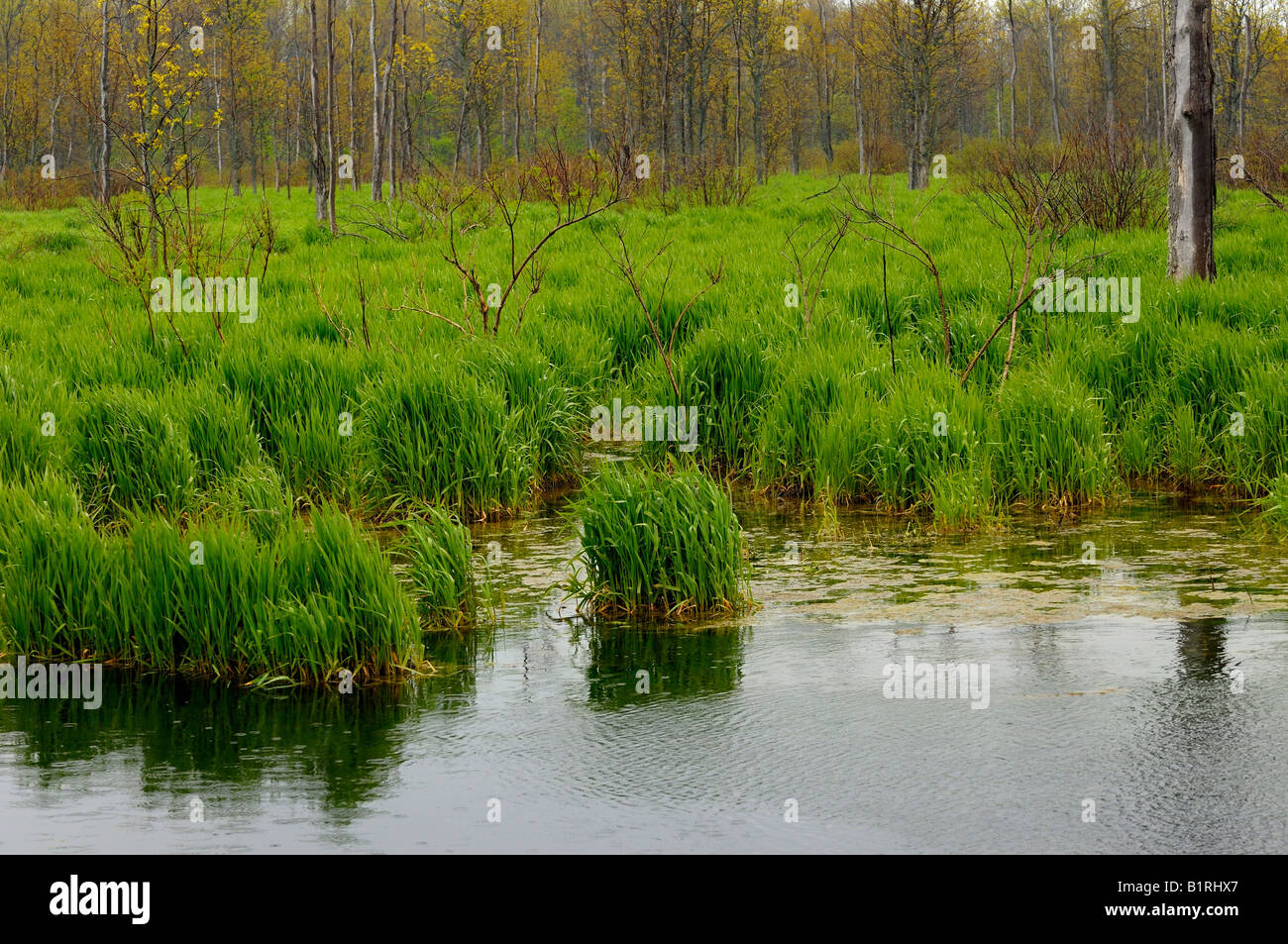 Nouveau gazon dans une pluie de printemps à un marais de la Péninsule-Bruce Banque D'Images