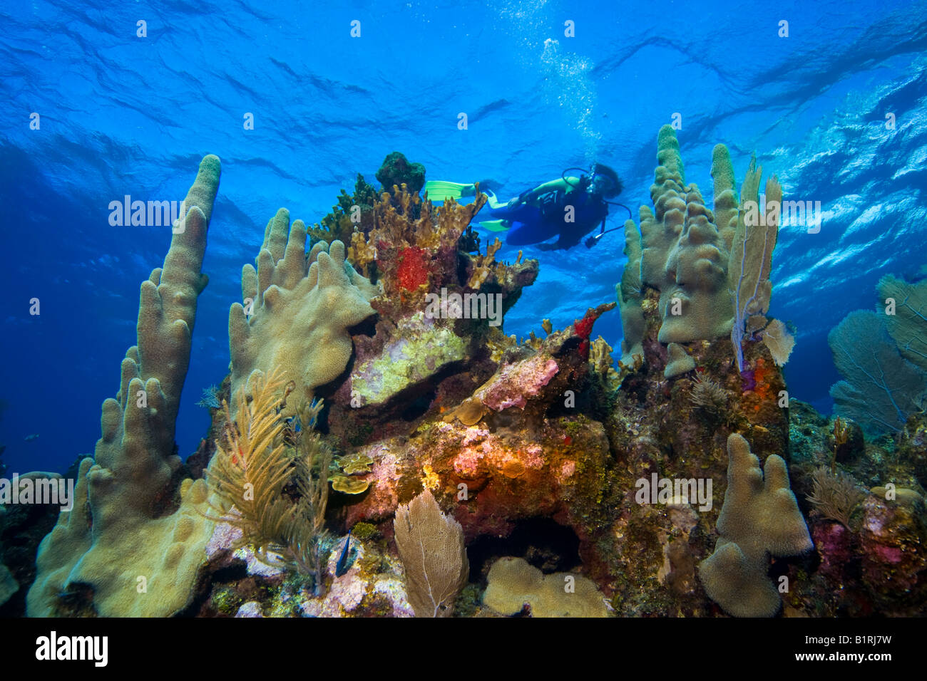 Plongée sous marine en eaux peu profondes, les récifs coralliens, des Caraïbes, Roatan, Honduras, Amérique Centrale Banque D'Images