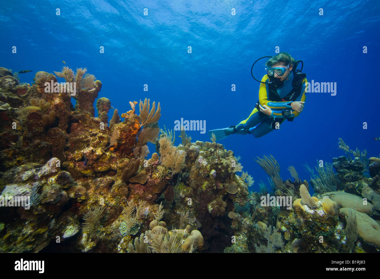 Plongée sous-marine l'observation d'un récif de corail, des Caraïbes, Roatan, Honduras, Amérique Centrale Banque D'Images