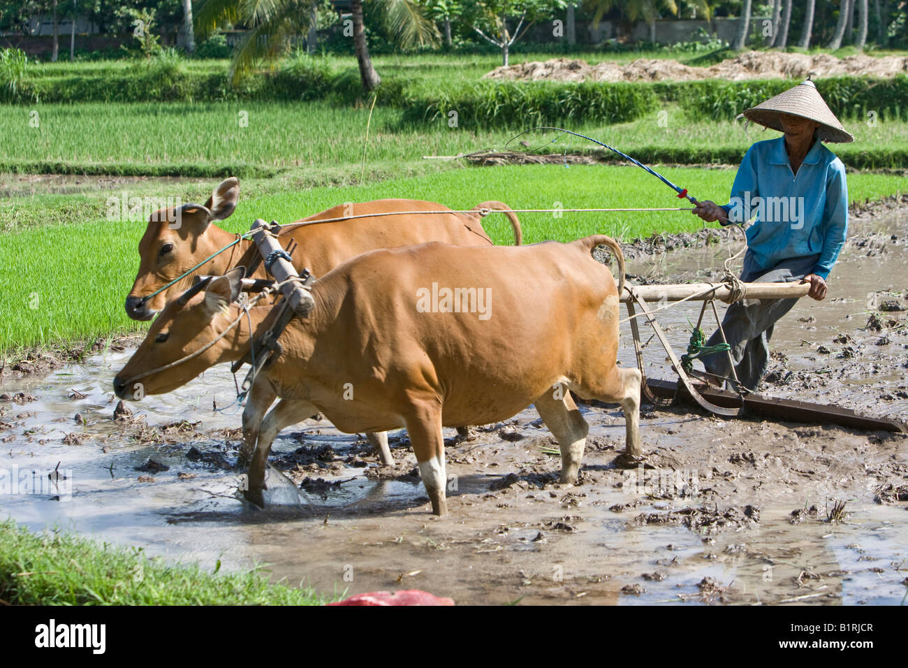 Agriculteur de cultiver le riz paddy, champ avec deux bœufs tirant une charrue, île de Lombok, moindre petites îles, l'Indonésie, l'Asie Banque D'Images