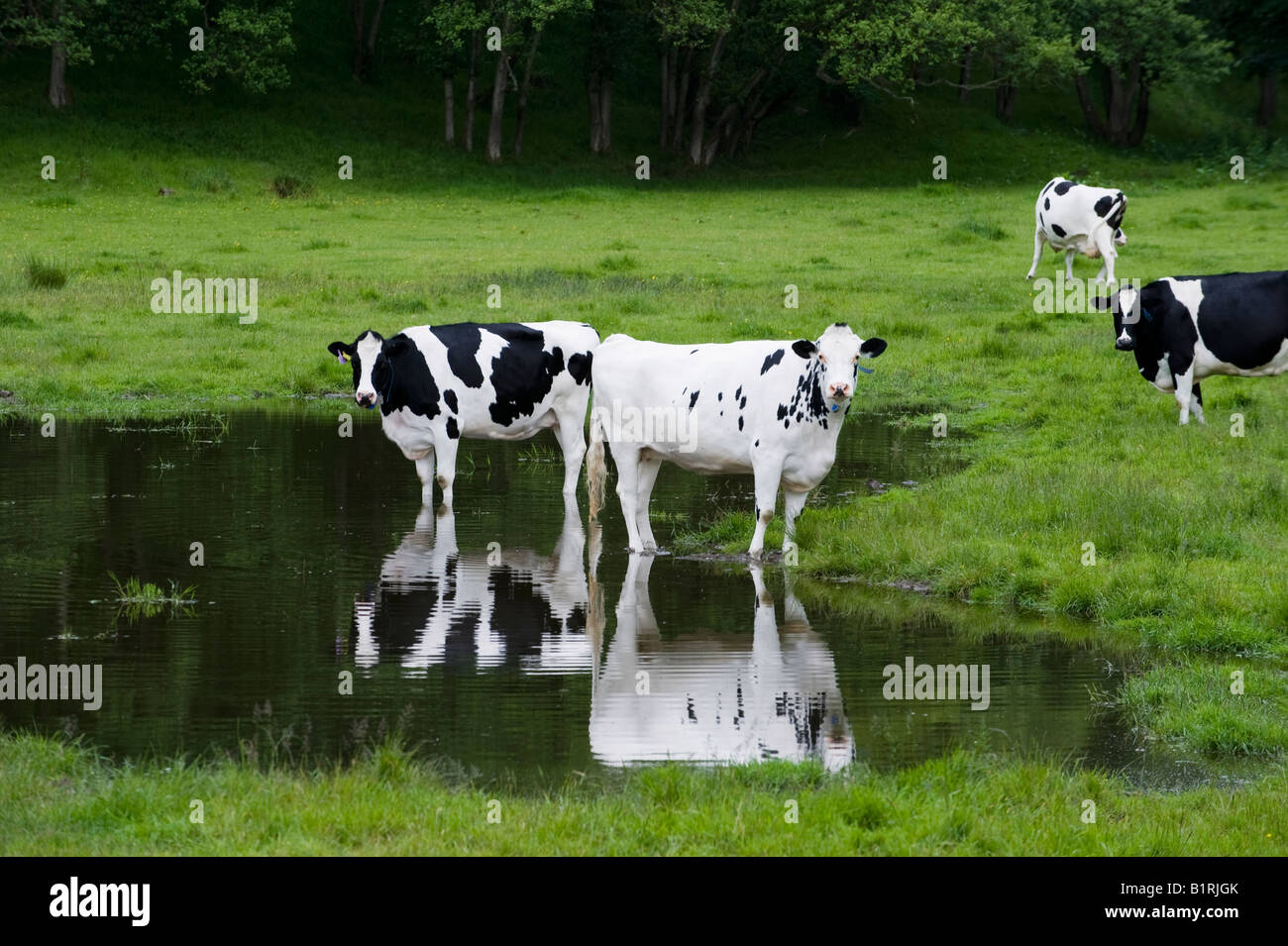 Les vaches laitières dans l'eau dans un champ inondé. L'Ecosse Banque D'Images