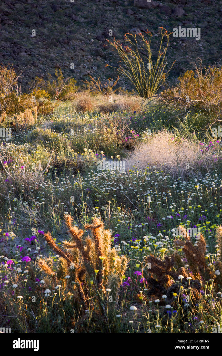 Les fleurs sauvages du désert dans la région de Coyote Canyon Anza Borrego Desert State Park en Californie Banque D'Images