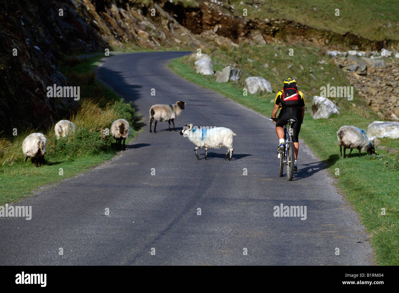 Biker répond aux moutons sur la route, à l'Irlande Banque D'Images