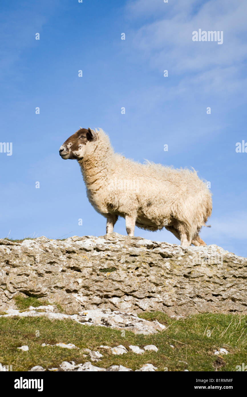 Un comité permanent sur les moutons Blackface rock Vue de côté à gauche. Le Nord du Pays de Galles Royaume-uni Grande-Bretagne Banque D'Images