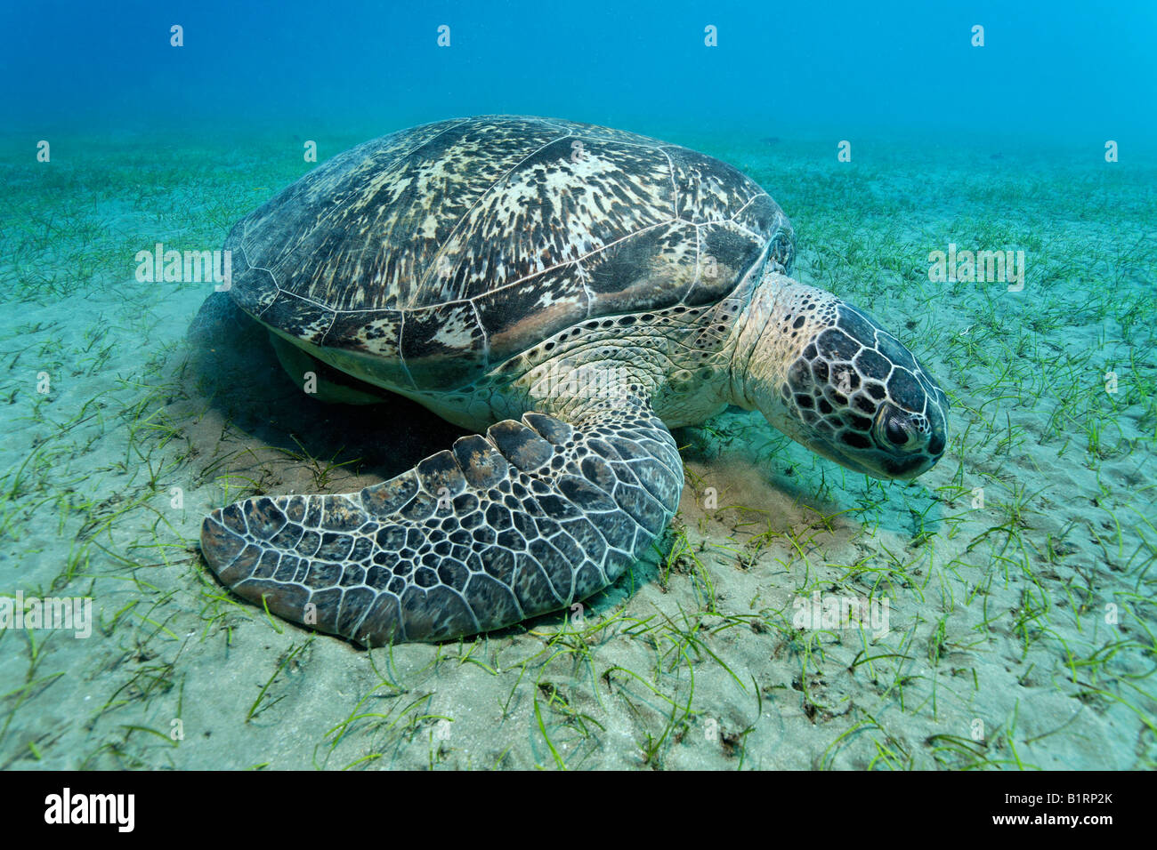 Tortue verte (Chelonia mydas) nager sur une prairie d'algues, Hurghada, Egypte, Mer Rouge, Afrique Banque D'Images