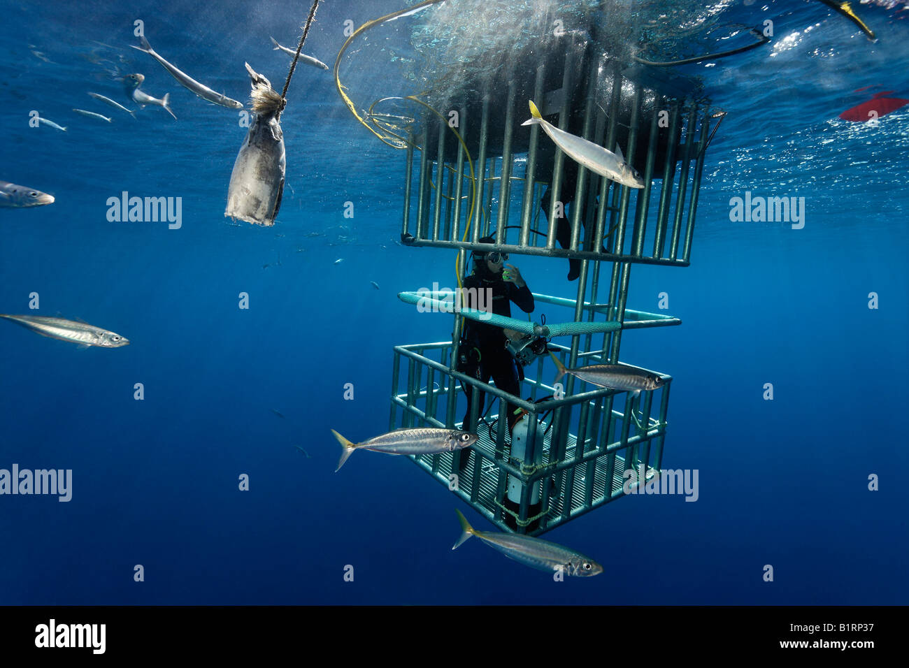 Les plongeurs dans une cage l'observation d'un grand requin blanc (Carcharodon carcharias), l'île de Guadalupe, au Mexique, du Pacifique, d'Amérique du Nord Banque D'Images