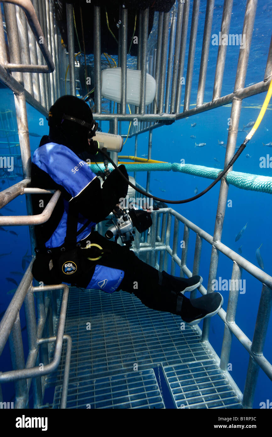 Plongée sous marine dans une cage l'observation d'un grand requin blanc (Carcharodon carcharias), l'île de Guadalupe, au Mexique, du Pacifique, d'Amérique du Nord Banque D'Images