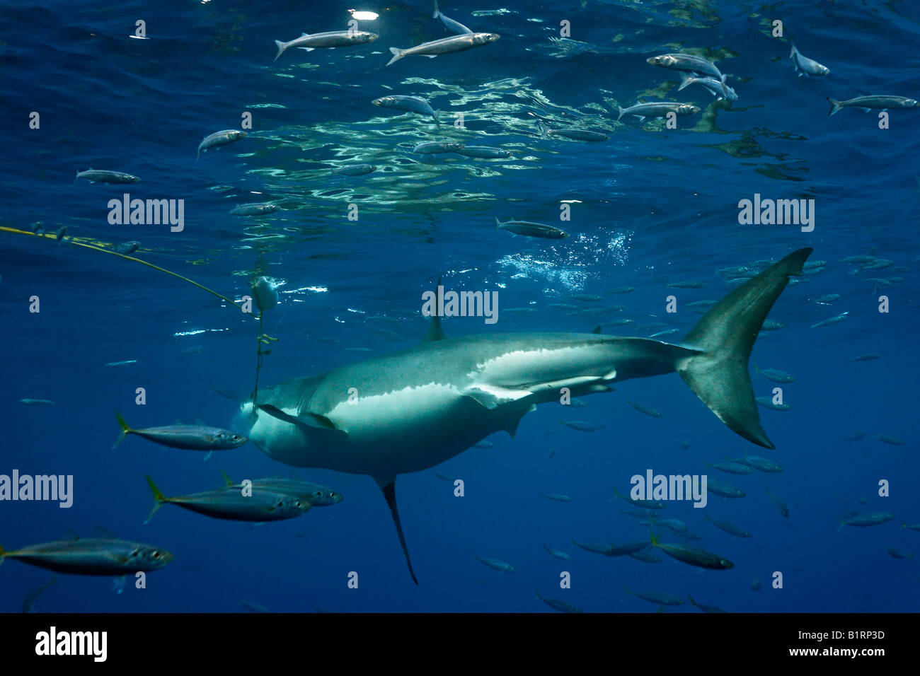 Grand requin blanc (Carcharodon carcharias), l'île de Guadalupe, au Mexique, du Pacifique, d'Amérique du Nord Banque D'Images