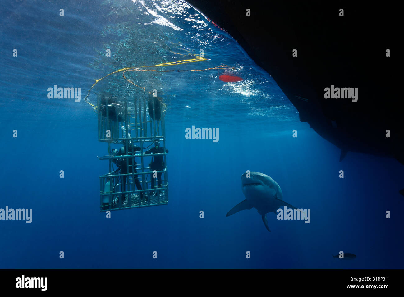 Les plongeurs dans une cage l'observation d'un grand requin blanc (Carcharodon carcharias), l'île de Guadalupe, au Mexique, du Pacifique, d'Amérique du Nord Banque D'Images