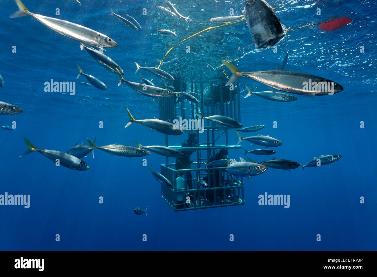 Les plongeurs dans une cage l'observation d'un grand requin blanc (Carcharodon carcharias), l'île de Guadalupe, au Mexique, du Pacifique, d'Amérique du Nord Banque D'Images