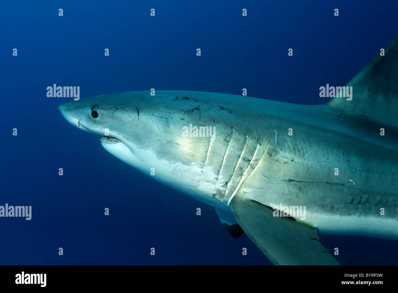 Grand requin blanc (Carcharodon carcharias), l'île de Guadalupe, au Mexique, du Pacifique, d'Amérique du Nord Banque D'Images