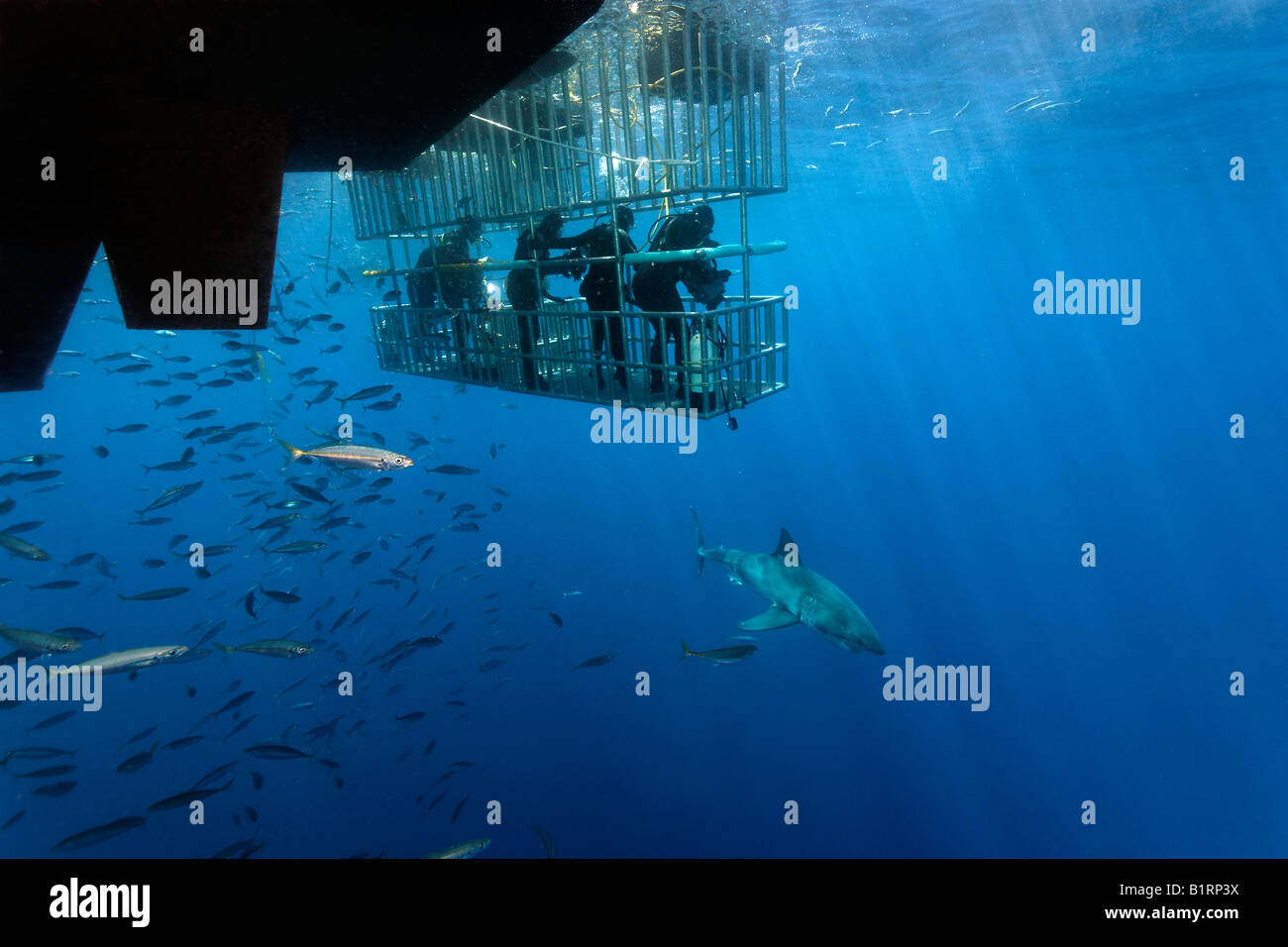 Les plongeurs dans une cage l'observation d'un grand requin blanc (Carcharodon carcharias), l'île de Guadalupe, au Mexique, du Pacifique, d'Amérique du Nord Banque D'Images