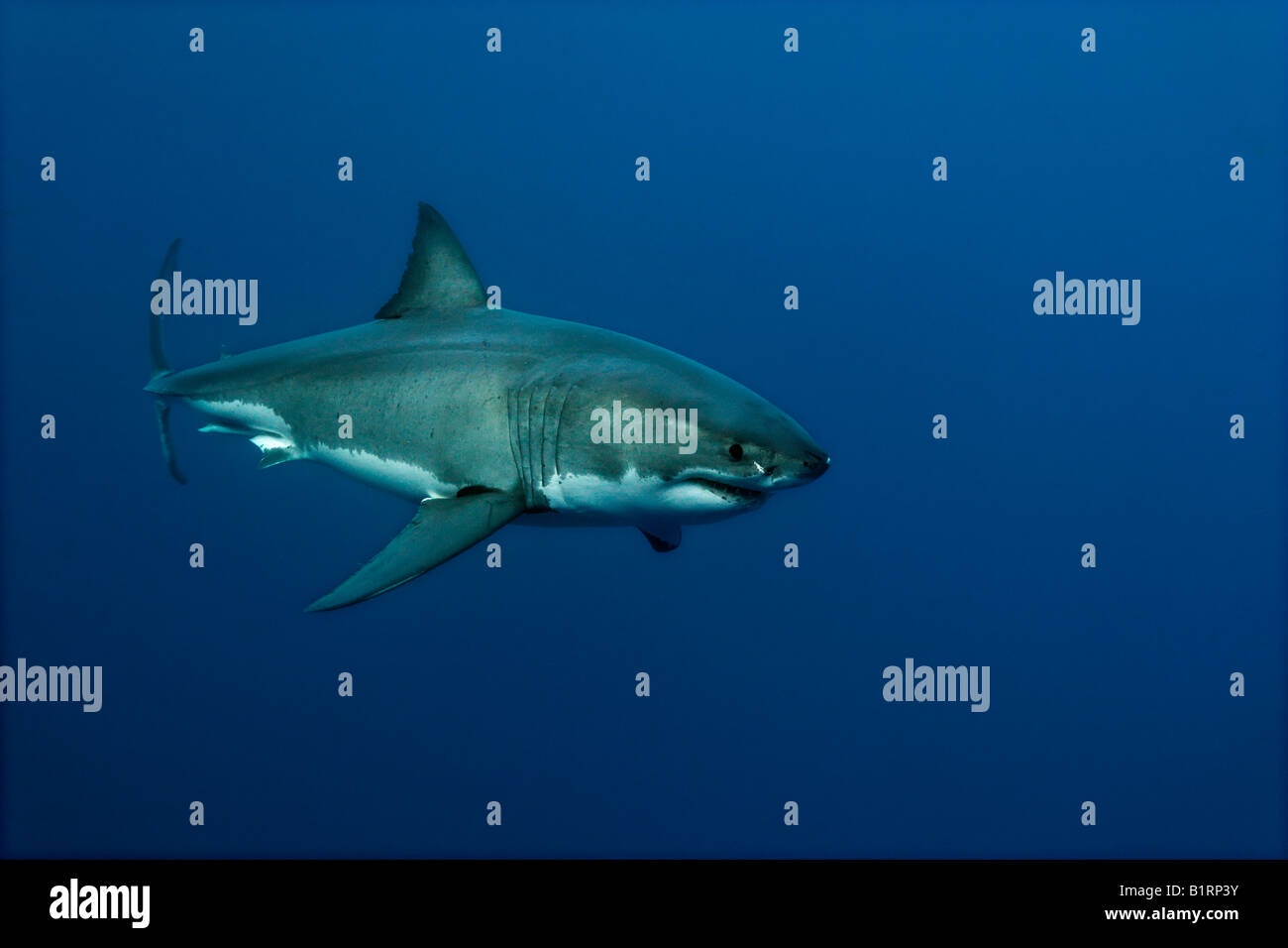 Grand requin blanc (Carcharodon carcharias), l'île de Guadalupe, au Mexique, du Pacifique, d'Amérique du Nord Banque D'Images