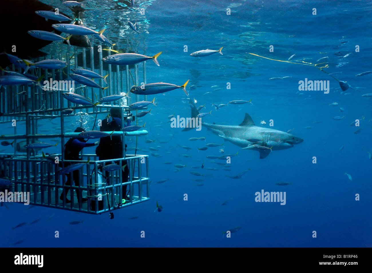 Les plongeurs dans une cage l'observation d'un grand requin blanc (Carcharodon carcharias), l'île de Guadalupe, au Mexique, du Pacifique, d'Amérique du Nord Banque D'Images