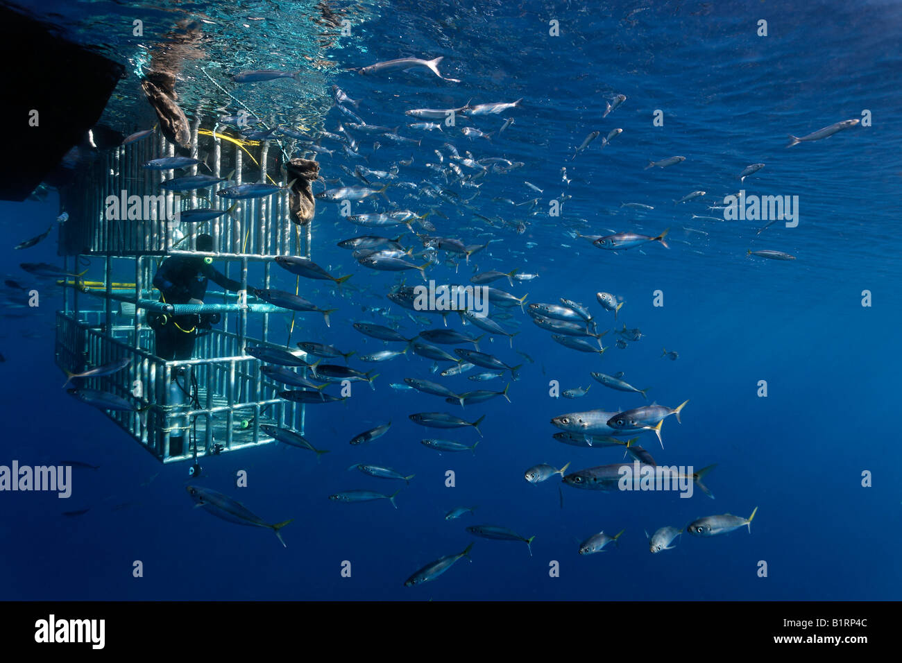 Les plongeurs dans une cage l'observation d'un grand requin blanc (Carcharodon carcharias), l'île de Guadalupe, au Mexique, du Pacifique, d'Amérique du Nord Banque D'Images