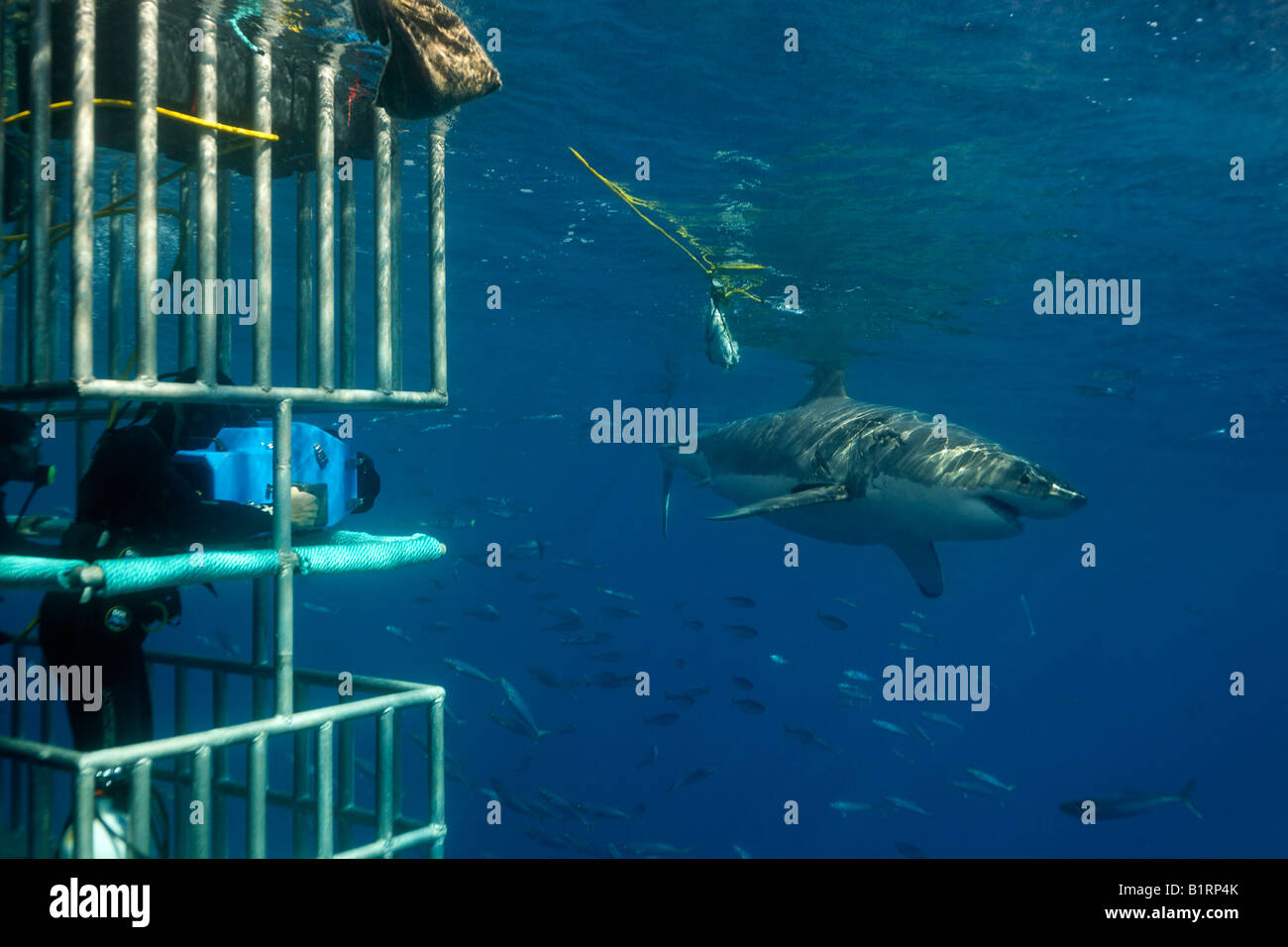 Les plongeurs dans une cage l'observation d'un grand requin blanc (Carcharodon carcharias), l'île de Guadalupe, au Mexique, du Pacifique, d'Amérique du Nord Banque D'Images
