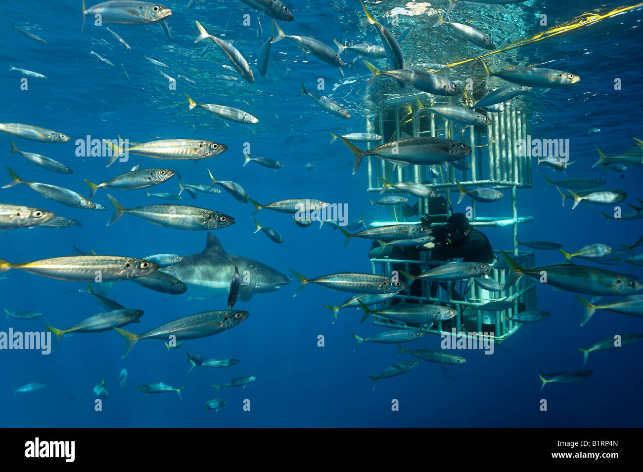 Plongée sous marine dans une cage l'observation d'un grand requin blanc (Carcharodon carcharias), l'île de Guadalupe, au Mexique, du Pacifique, d'Amérique du Nord Banque D'Images