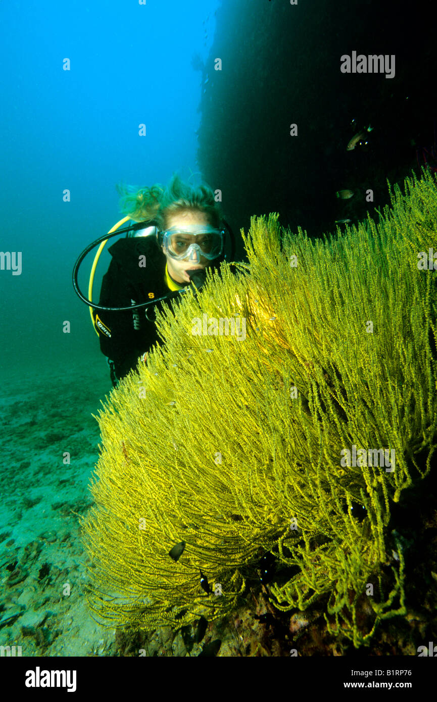 Un plongeur à la recherche de corail (Anthipathes Antipathes sp.), d'Oman, dans la péninsule Arabique, de l'Océan Indien, l'Asie Banque D'Images