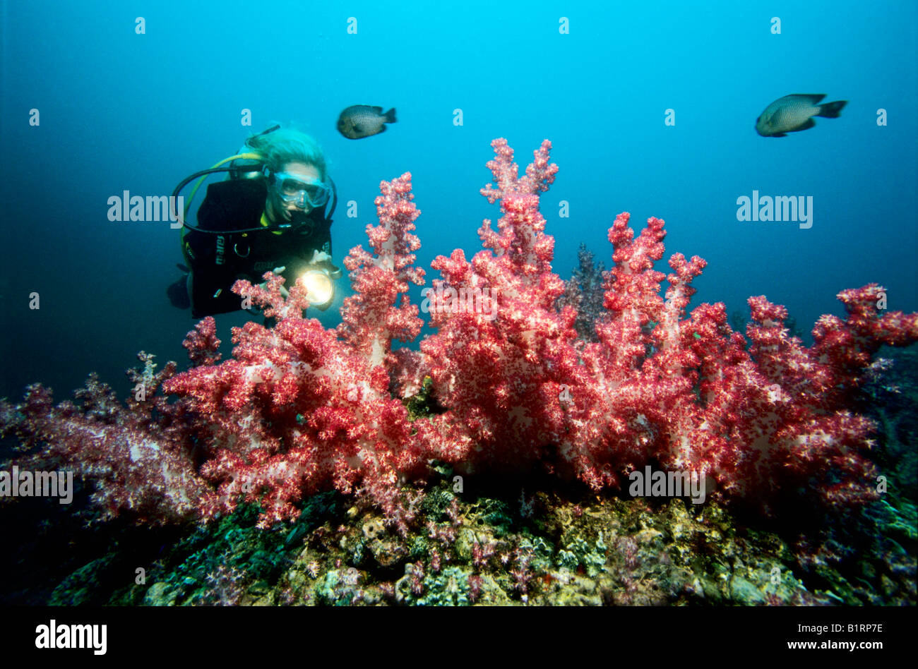 Scuba Diver à côté de corail mou, Abu Dhabi, Oman, Péninsule Arabique, de l'Océan Indien, l'Asie Banque D'Images