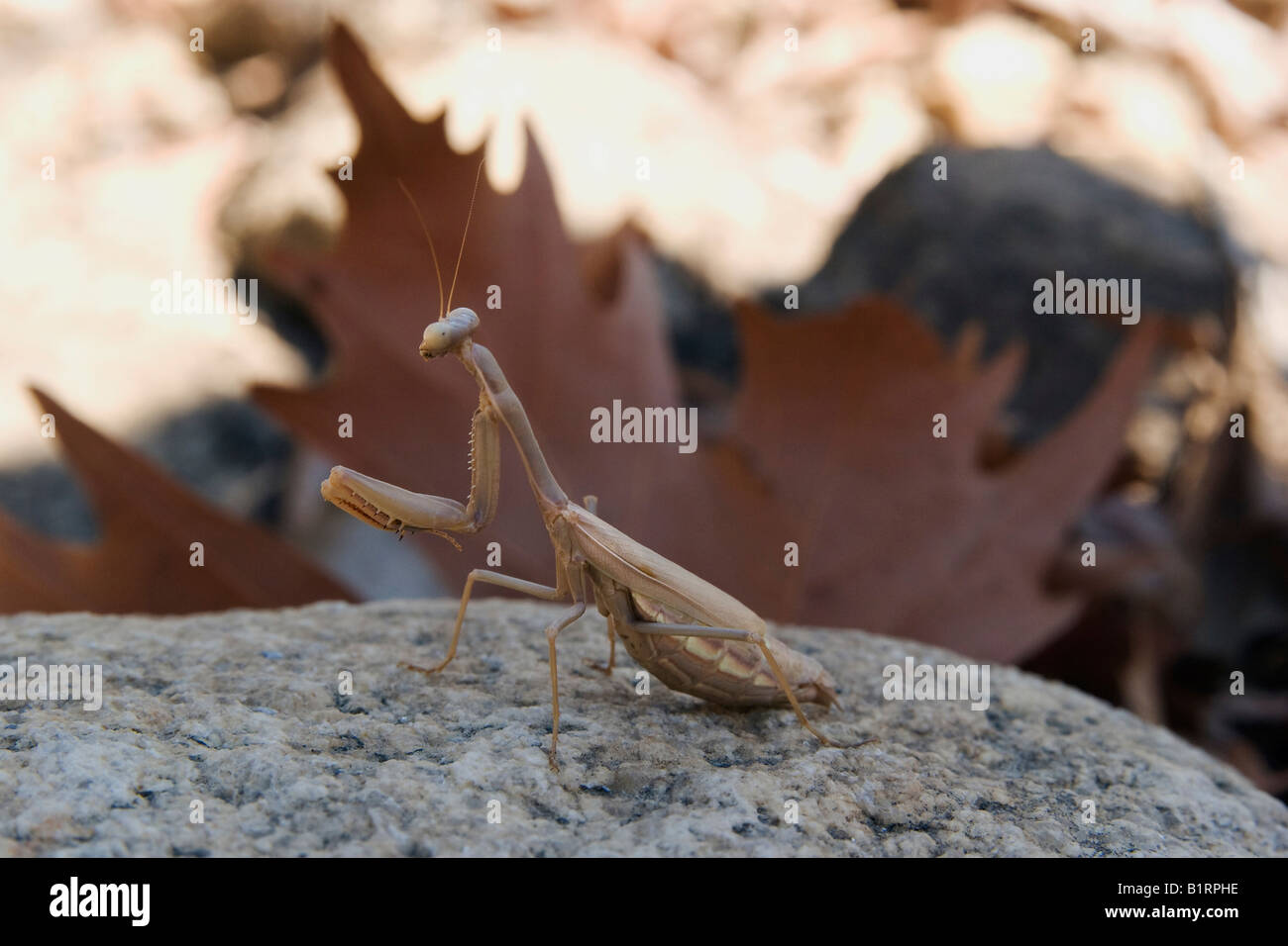 Mante religieuse européenne (Mantis religiosa) perché sur un rocher dans une rivière asséchée à Sithonia, Halkidiki, Grèce du Nord, E Banque D'Images