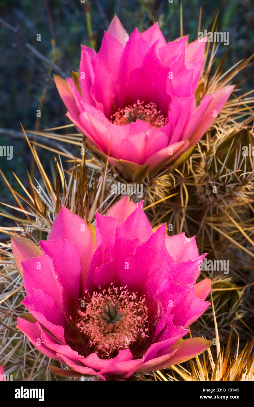 Fleur Rose Cactus Hérisson McDowell Mountain Regional Park près de Fountain Hills à l'extérieur de Phoenix Arizona Banque D'Images