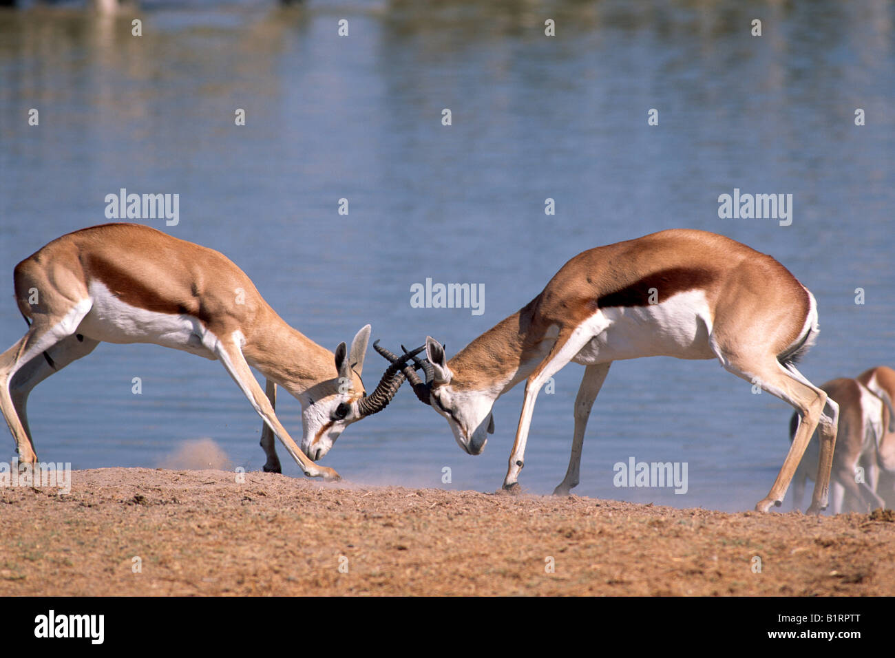 Le Springbok (Antidorcas marsupialis) combats, Etosha National Park, Namibie, Afrique Banque D'Images