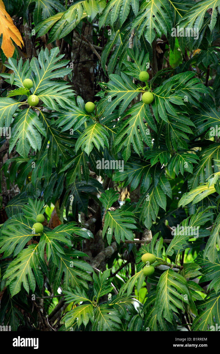 L'arbre à pain (Artocarpus altilis) arbre portant des fruits, Nosy Be ...