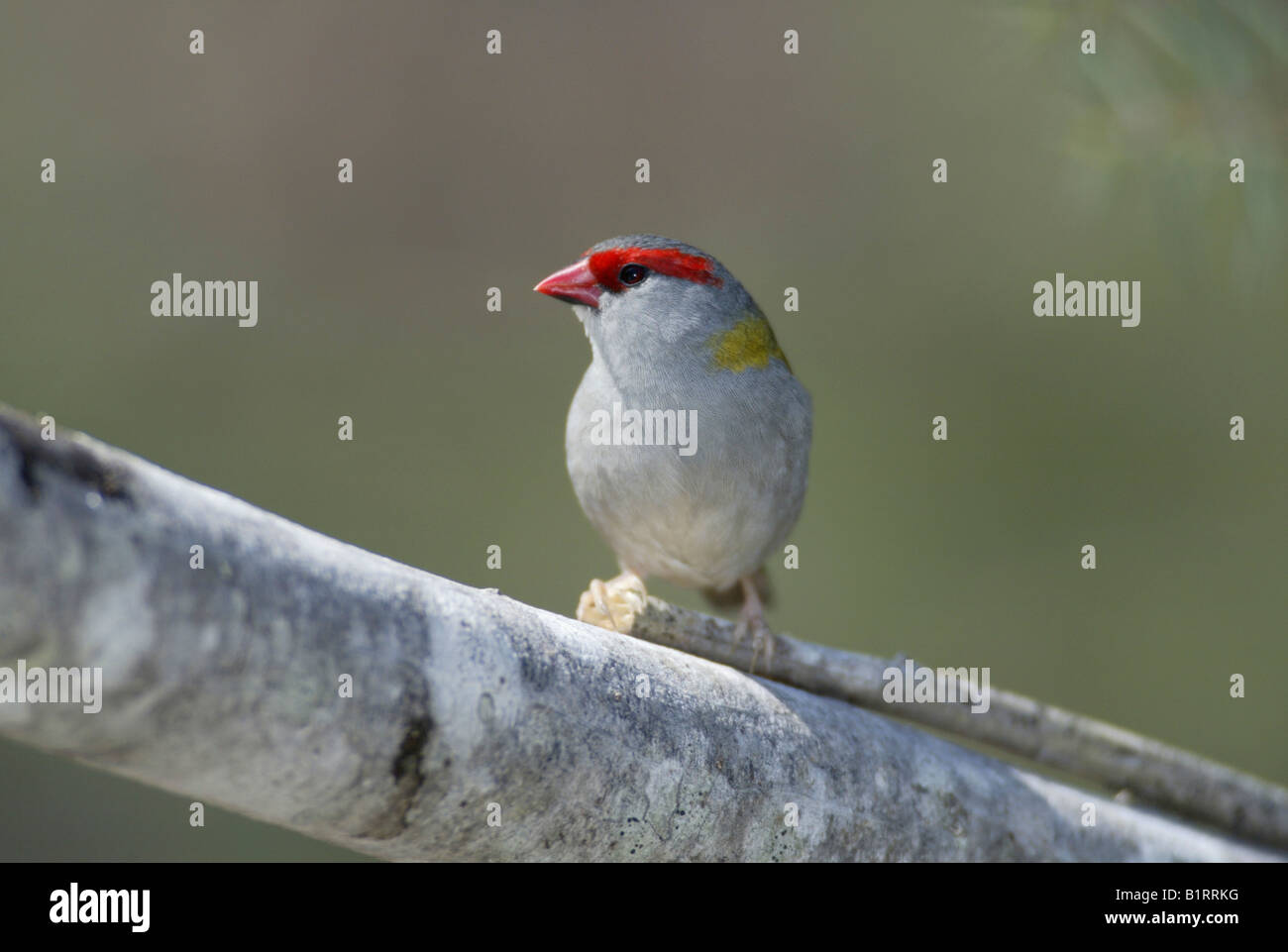 Red-browed Finch, sourcils rouges Firetail (Neochmia temporalis), l'Australie Banque D'Images