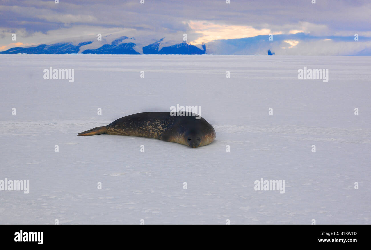 Phoque de Weddell (Leptonychotes weddellii) sur la glace dans l'Antarctique de McMurdo, Banque D'Images