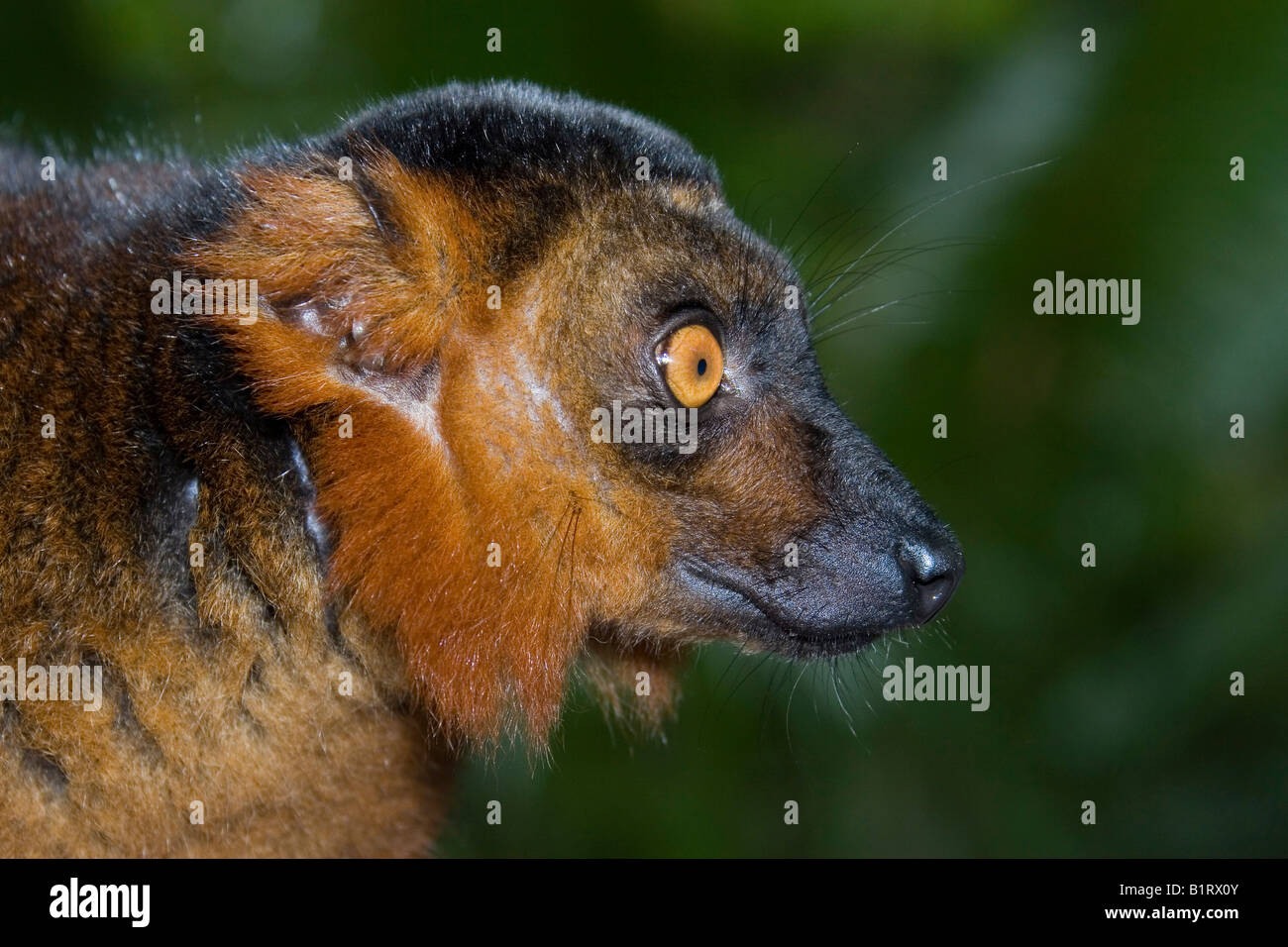 Croisement entre un lémurien noir (Eulemur macaco) et l'Eulemur coronatus (Lemur couronné), Madagascar, Afrique Banque D'Images
