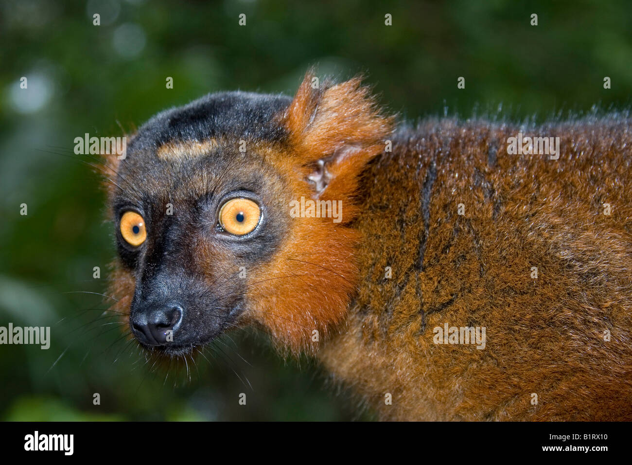 Croisement entre un lémurien noir (Eulemur macaco) et l'Eulemur coronatus (Lemur couronné), Madagascar, Afrique Banque D'Images