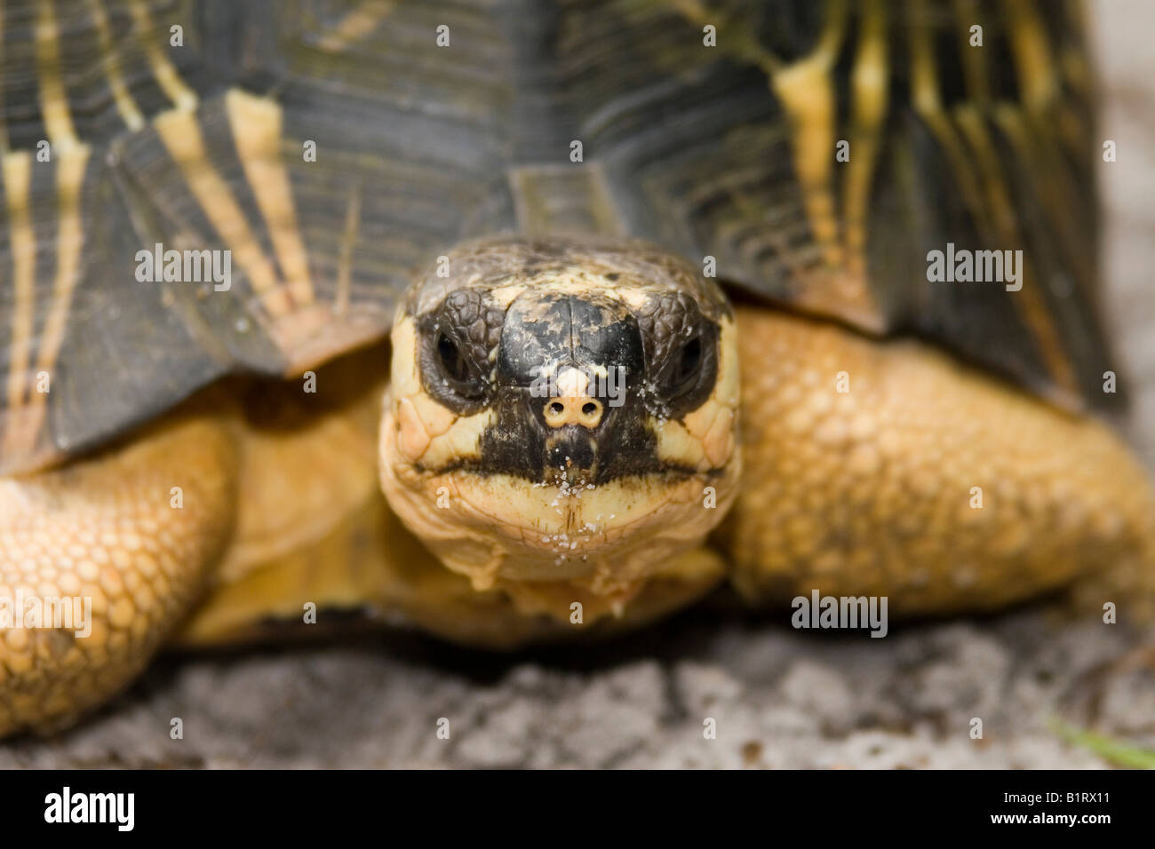 Tortue rayonnée (Astrochelys radiata), Madagascar, Afrique Banque D'Images