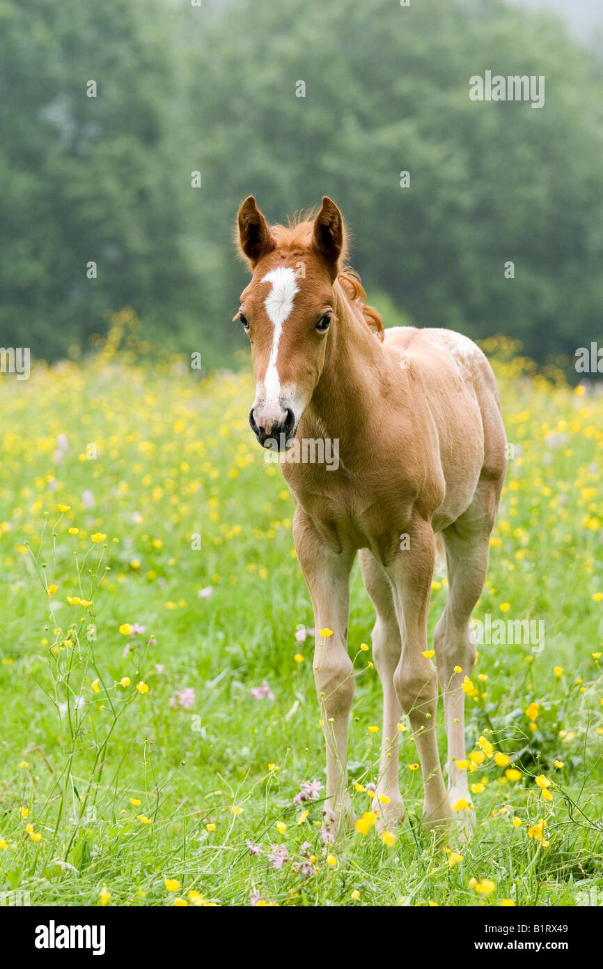 Petit d'une Arab-Haflinger Mare et d'un étalon Appaloosa, volcan Couvinian, Rhénanie-Palatinat, Allemagne, Europe Banque D'Images