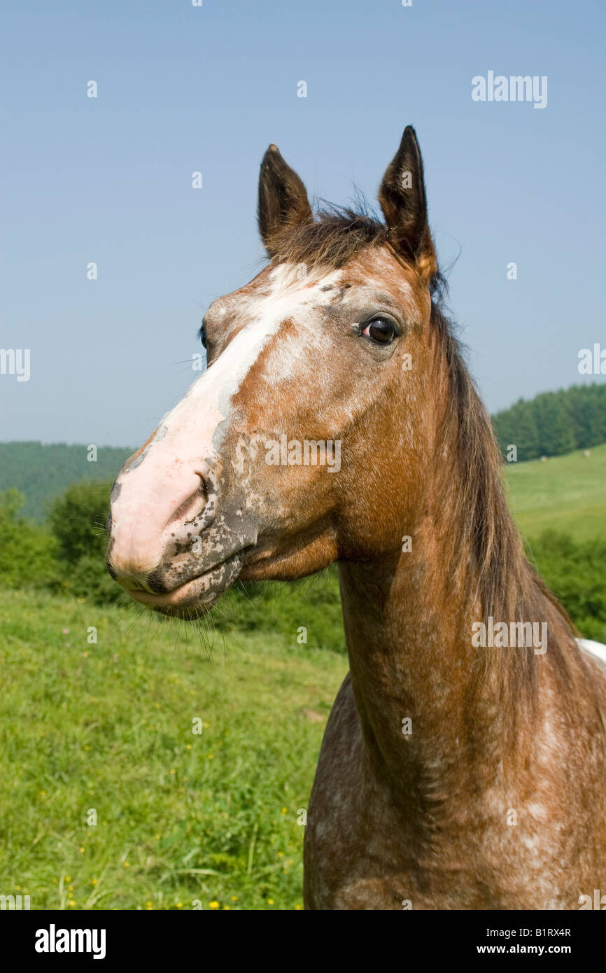 Portrait d'un étalon Appaloosa, volcan Couvinian, Rhénanie-Palatinat, Allemagne, Europe Banque D'Images