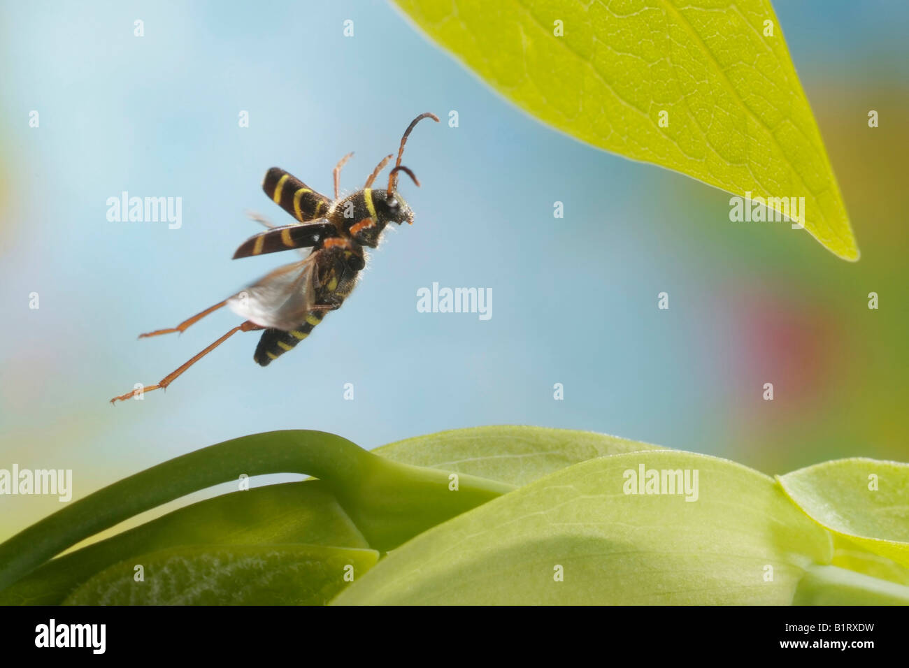 Wasp Beetle (Clytus arietis) Banque D'Images