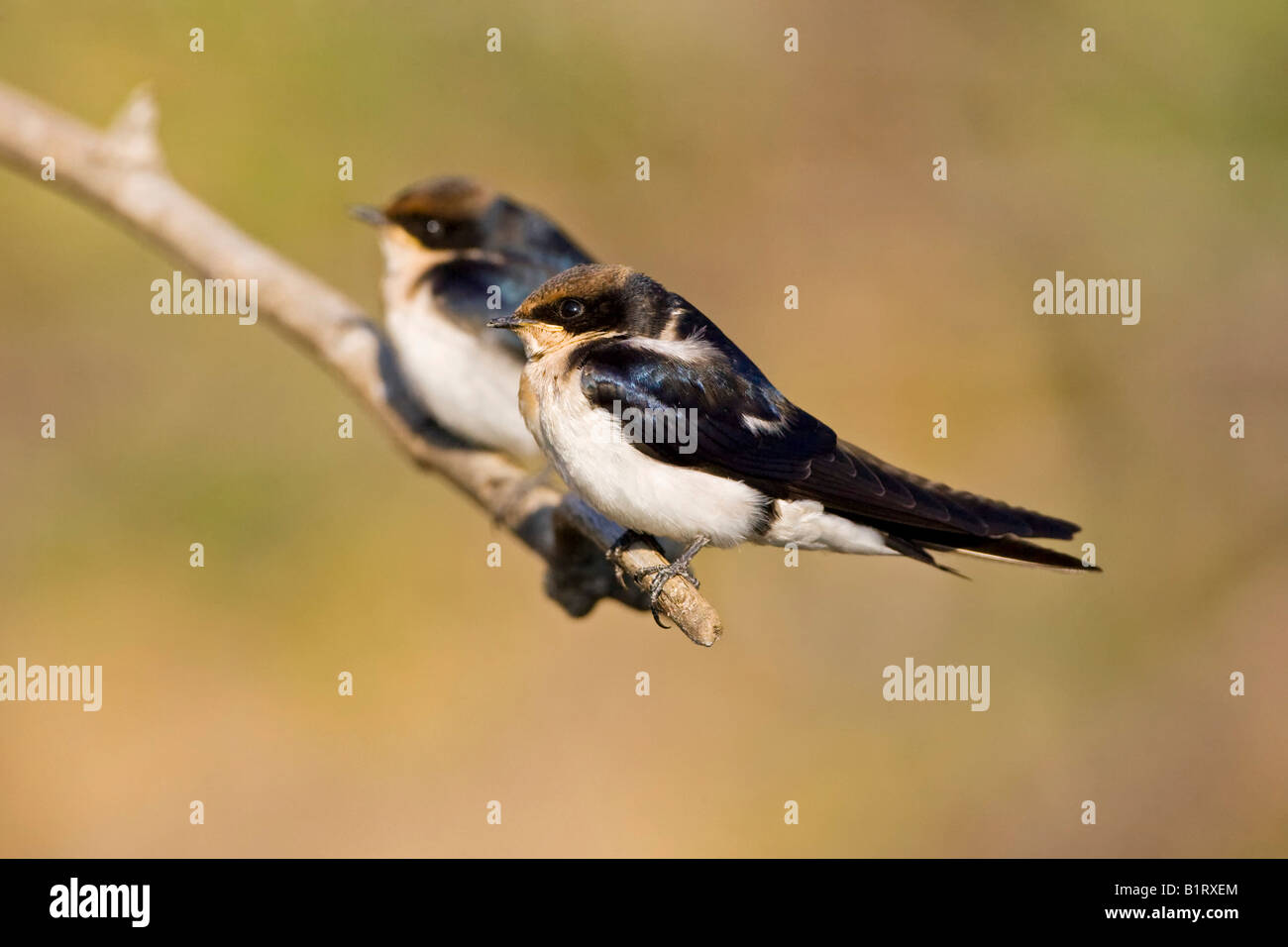 White-throated Swallow (Hirundo albigularis), l'Okavango, Botswana, Africa Banque D'Images