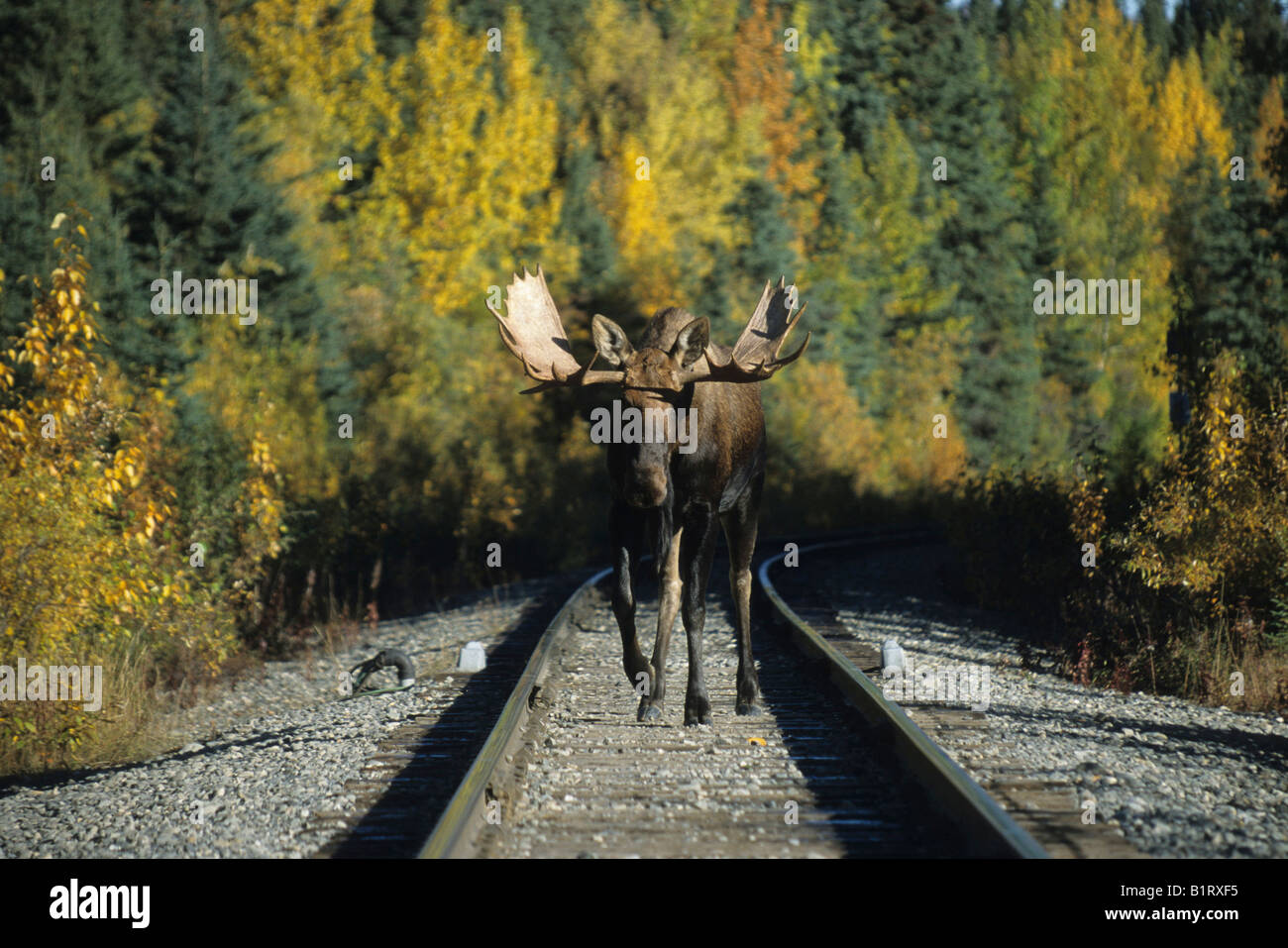 Bull Elk ou l'orignal (Alces alces) Balade entre les voies de chemin de fer, Alaska, USA Banque D'Images