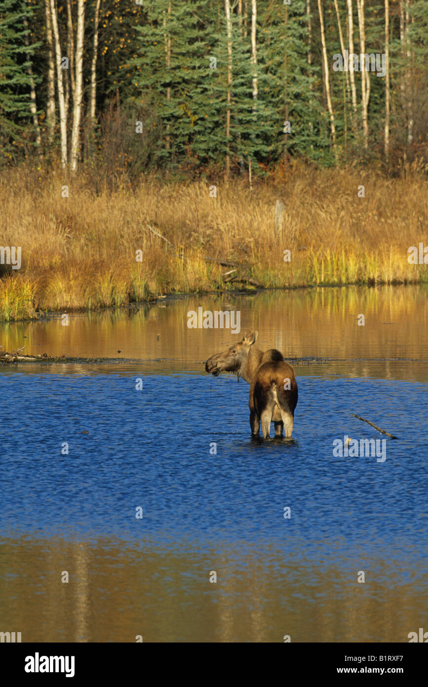 L'orignal ou élan gc (Alces alces) debout dans l'eau peu profonde d'un étang, Alaska, USA Banque D'Images