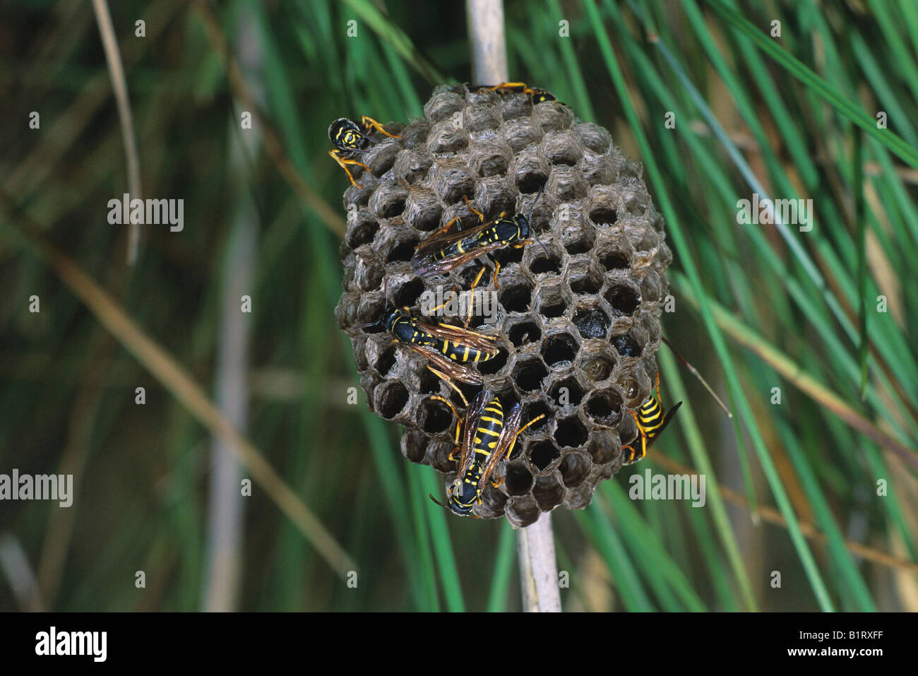 Les Guêpes Papetières Européennes (Polistes gallicus) au nid, vespiary, larves dans les chambres Banque D'Images