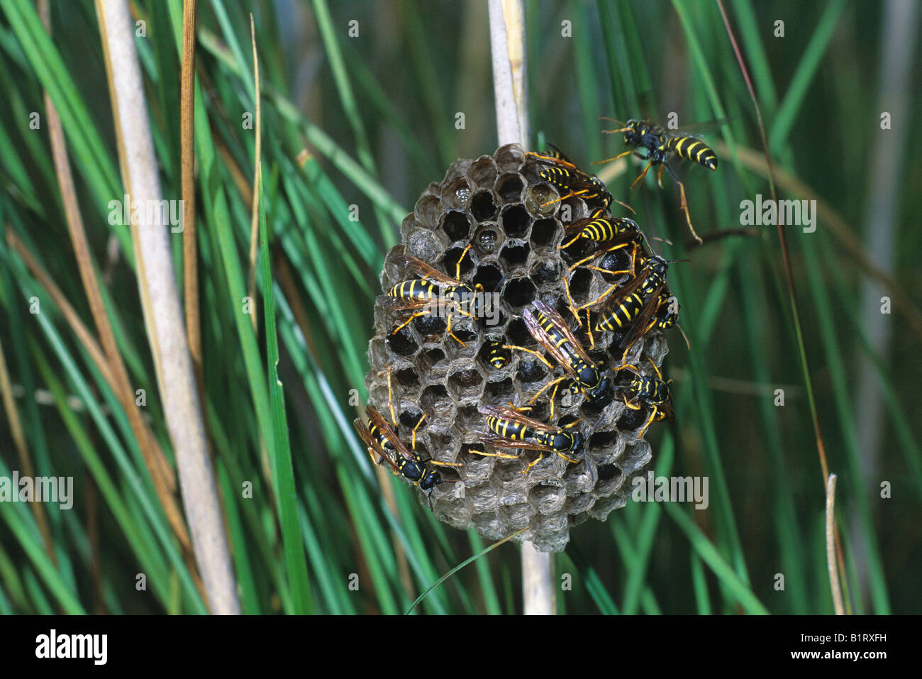Les Guêpes Papetières Européennes (Polistes gallicus) au nid, vespiary, larves dans les chambres Banque D'Images