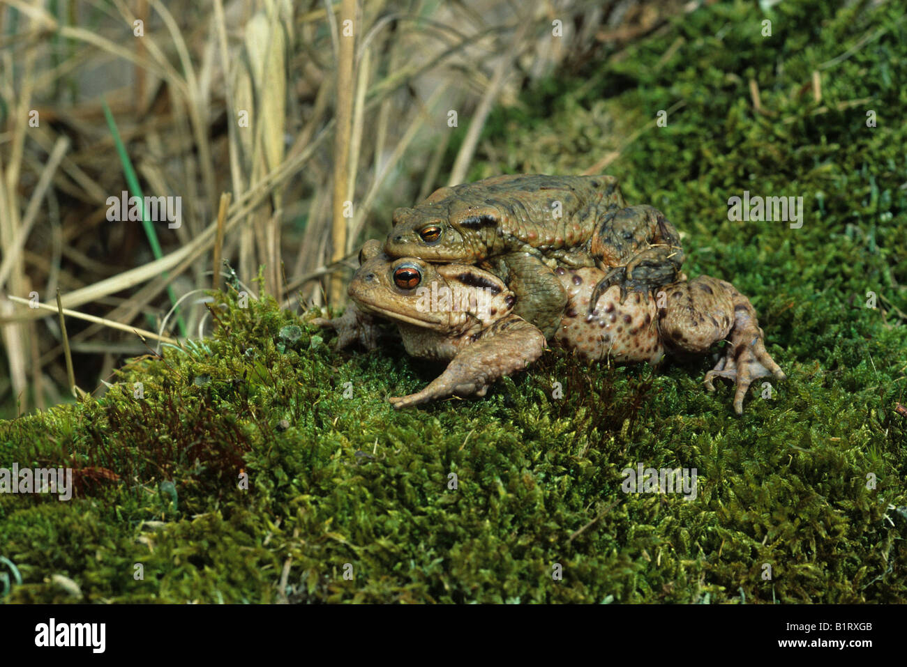 Crapaud commun (Bufo bufo), femelle mâle transportant sur son dos à l'eau de frai Banque D'Images