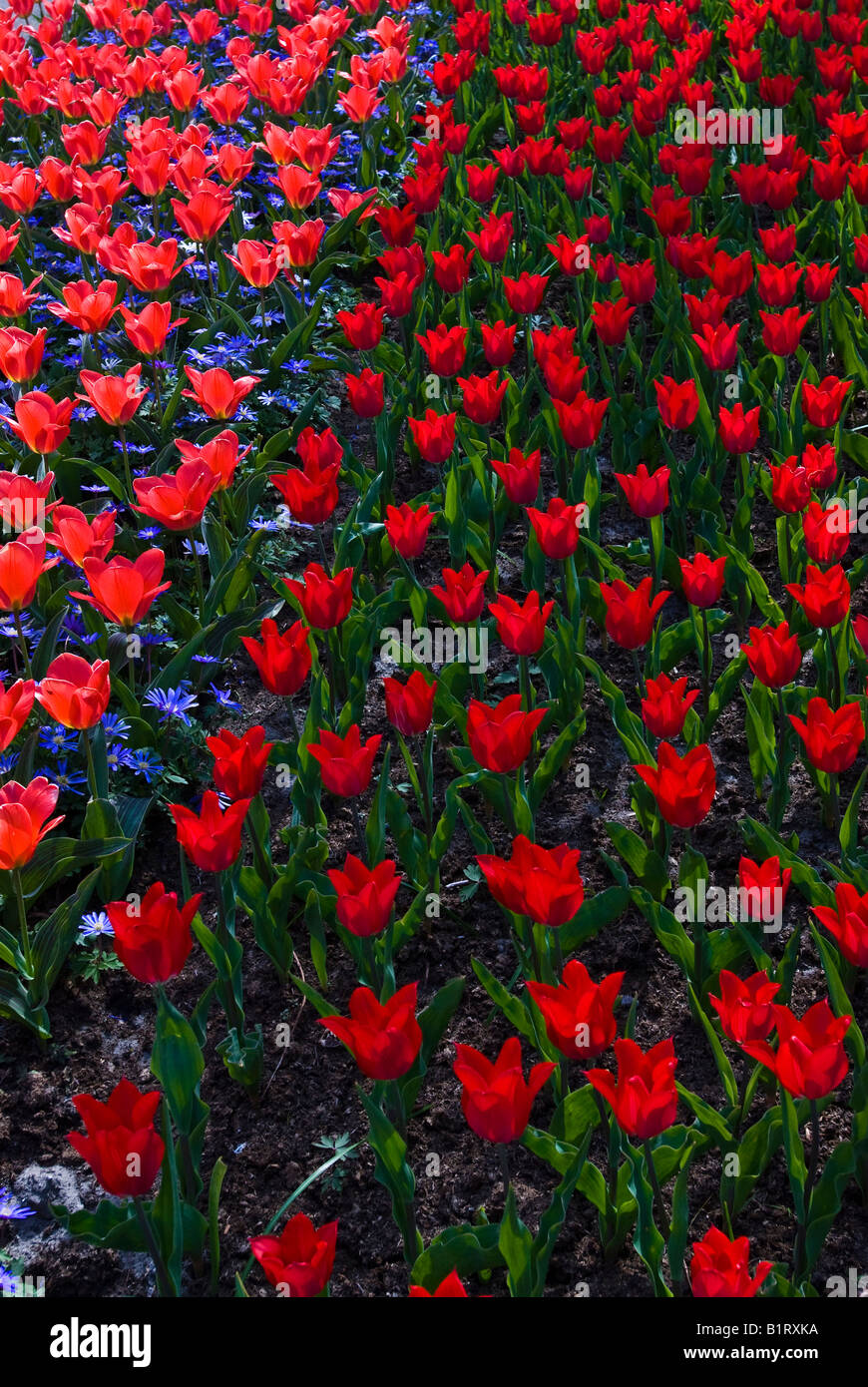 Les tulipes (Tulipa), Keukenhof, Hollande, Pays-Bas, Europe Banque D'Images