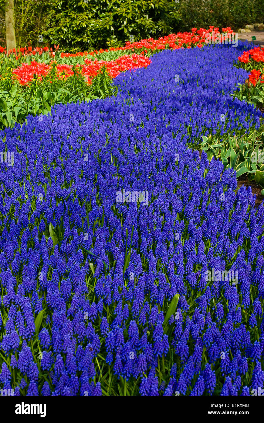 Grape Hyacinth (Muscari armeniacum) et tulipes (Tulipa), Keukenhof, Hollande, Pays-Bas, Europe Banque D'Images