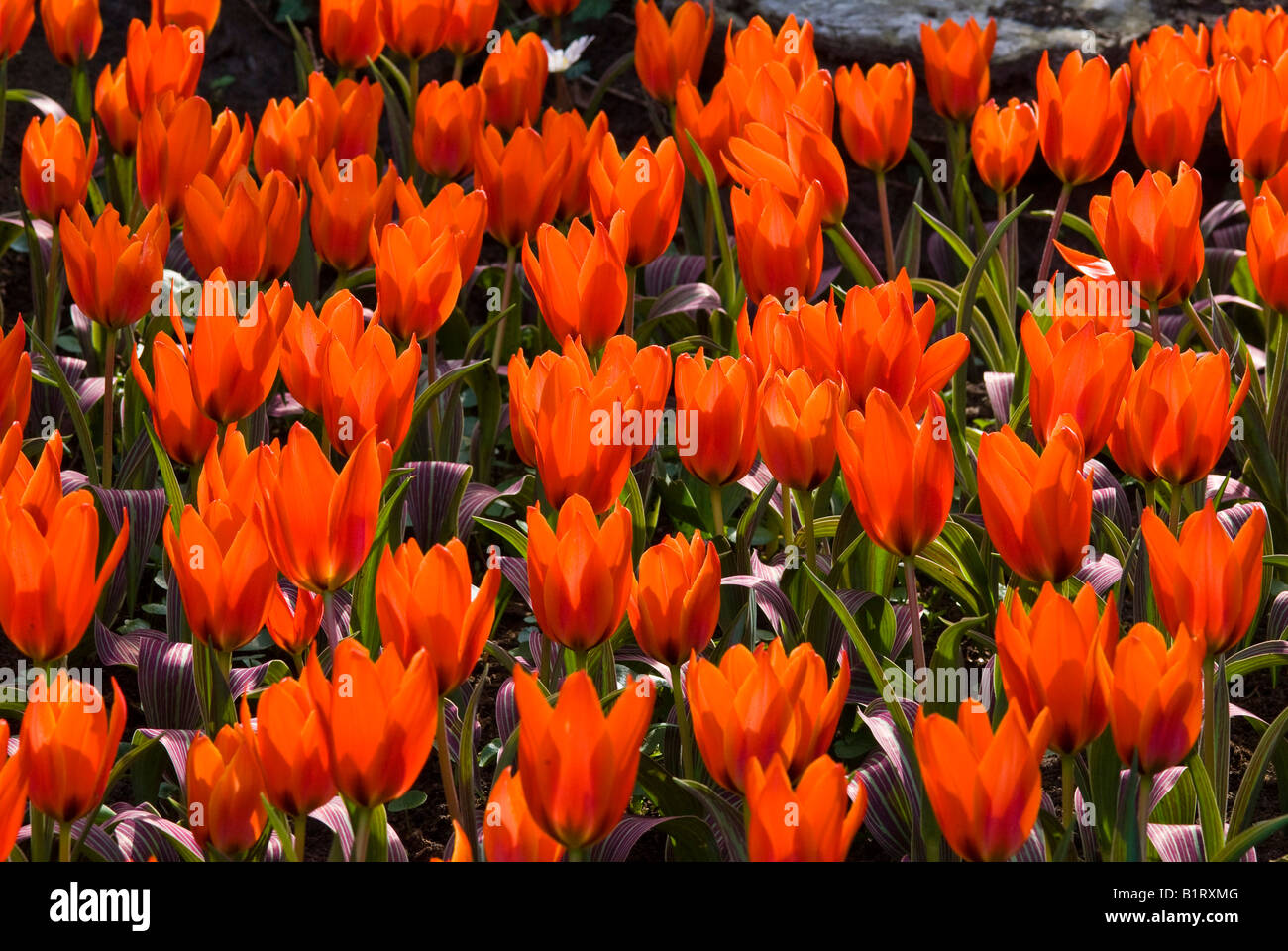 Tulipes Orange (Tulipa), Keukenhof, Hollande, Pays-Bas, Europe Banque D'Images