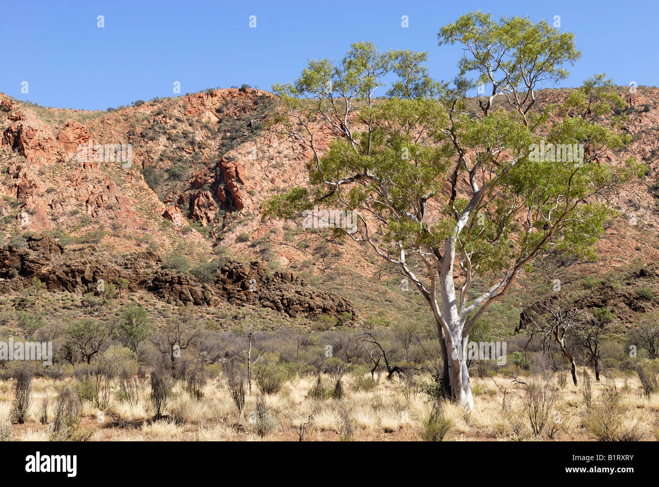 Eucalyptus arbre en face des falaises, à l'Est du territoire des MacDonnell, Nord de l'Australie, Banque D'Images