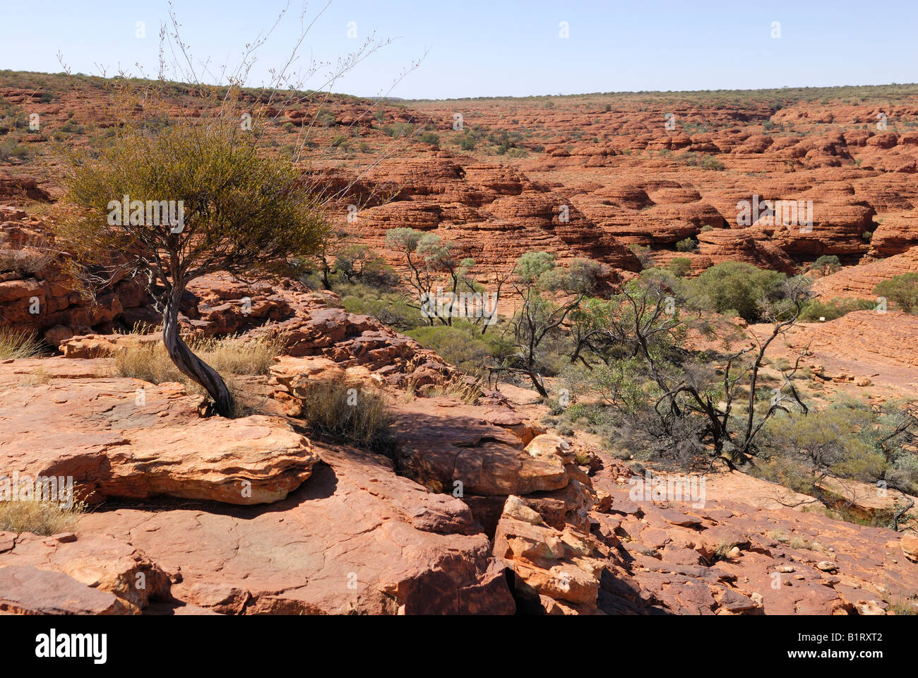 Vue de la cité perdue de dômes de grès à l'extrémité sud de Kings Canyon, Watarrka National Park, Territoire du Nord, Australie Banque D'Images