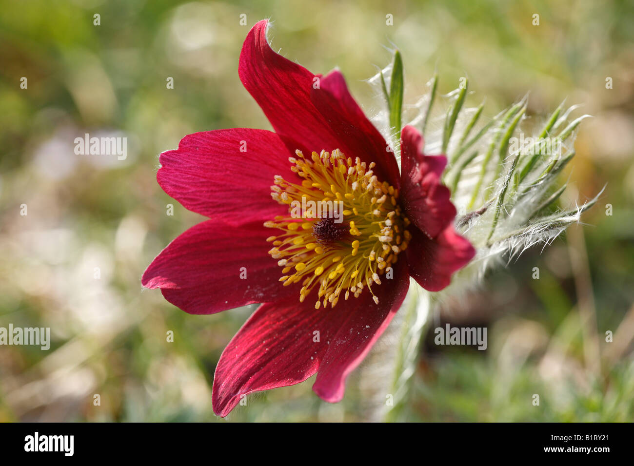 Anémone pulsatille (Pulsatilla vulgaris), Geretsried, Bavaria, Germany, Europe Banque D'Images