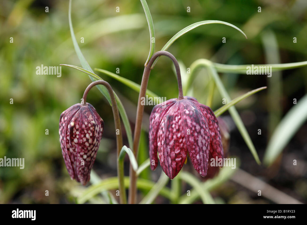 Fritillary, jonquille à damiers, Grenouille-cup (Fritillaria meleagris), Geretsried, Bavaria, Germany, Europe Banque D'Images
